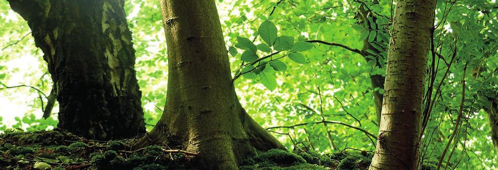 Friedwald Friedwald ist eine Form der Naturbestattung, bei der die Asche Verstorbener an den Wurzeln eines Baumes beigesetzt wird.