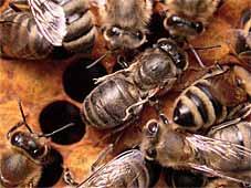ser Krankheit wird scheinbar durch eine hohe Bienen- und Völkerdichte sowie durch Nahrungsmangel begünstigt.