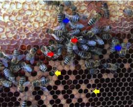 In stark mit Milben verseuchten Völkern sind insgesamt weniger Ammenbienen zu finden und proportional ein sehr hoher Prozentsatz an verkrüppelten Arbeiterinnen (Abbildung 11).