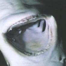 Das Maul Bei den meisten Haiarten liegt das Ma ul bauchseitig und die Schnaunze darüber steht weit vor.