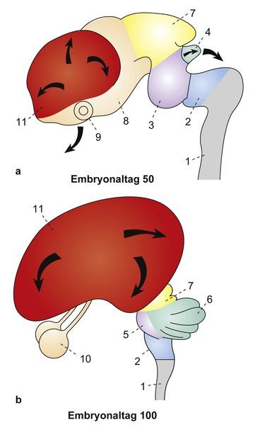 Neuroanatomische Grundlagen Entwicklung des ZNS II 1) Medulla spinalis (Rückenmark) 2) Medulla oblongata (verlängertes Rückenmark) 3) Metencephalon (Hinterhirn) 4) Anlage des Cerebellums