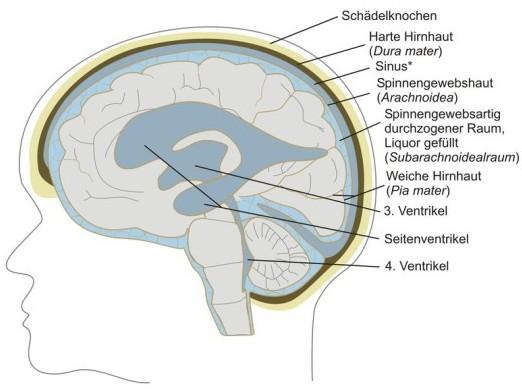 Neuroanatomische