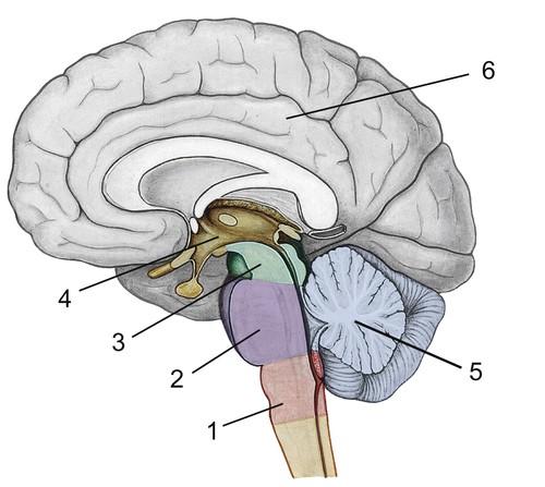Neuroanatomische Grundlagen Grobgliederung des Gehirns 1) Myelencephalon (Nachhirn) bestehend aus Medulla oblongata (verlängertes Rückenmark) 2) Pons (Brücke) 3)
