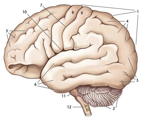 Neuroanatomische Grundlagen Außenansicht des Gehirns 1) Telencephalon (Groß- oder Endhirn) 2) Cerebellum (Kleinhirn) 3) Lobus frontalis (Frontallappen) 4) Lobus parietalis (Scheitellappen) 5) Lobus