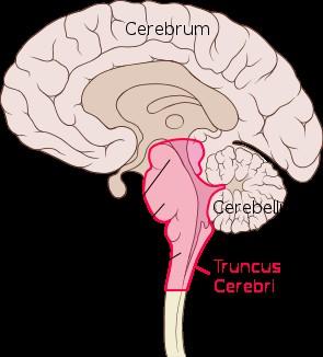 Neuroanatomische Grundlagen Der Hirnstamm Zum Hirnstamm zählen das verlängerte Rückenmark