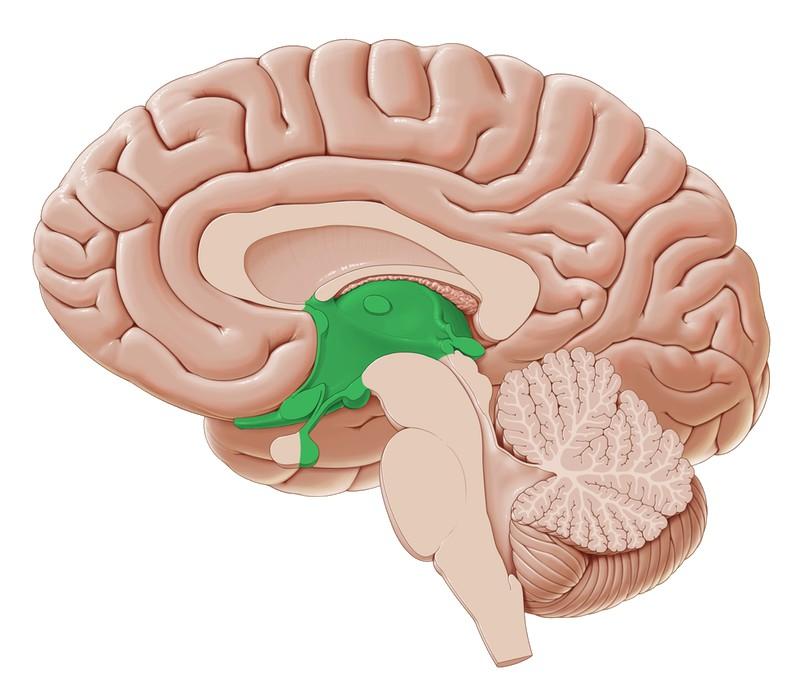 Neuroanatomische Grundlagen Das Zwischenhirn Die