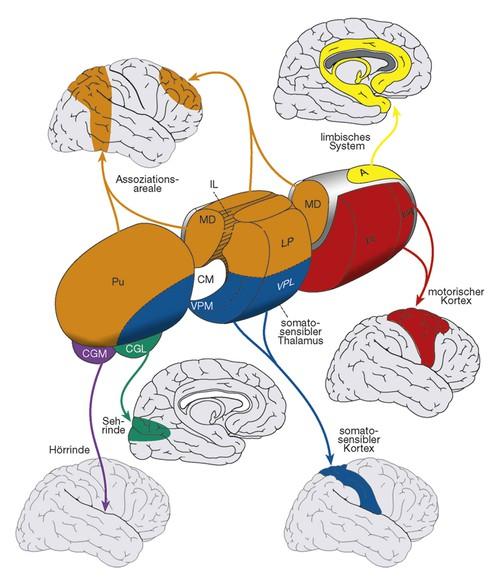Neuroanatomische Grundlagen Der Thalamus Der Thalamus ist intensiv mit vielen Teilen des gesamten Großhirns verbunden.