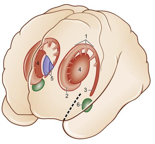 Neuroanatomische Grundlagen Die Basalganglien Die Basalganglien setzen sich aus subkortikalen Kernen zusammen, die vor allem im Großhirn zu finden sind.