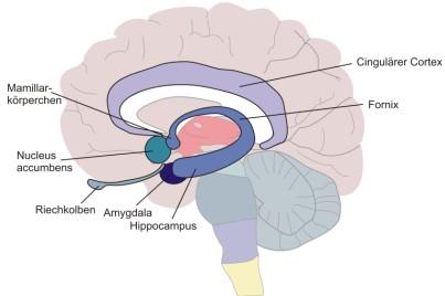 Neuroanatomische Grundlagen Das limbische System