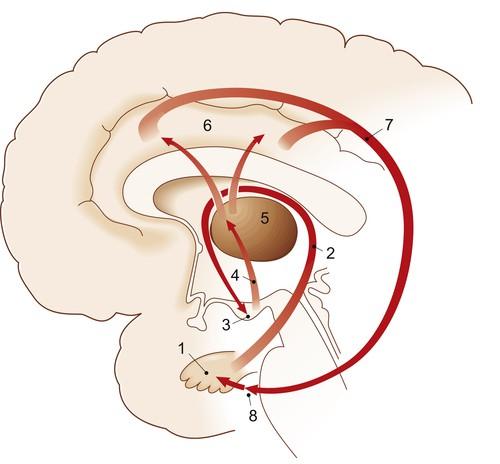 Neuroanatomische Grundlagen Der Papez-Neuronenkreis Fast alle Efferenzen des Hippocampus (1)verlaufen über den Fornix (2) zu den