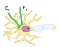 Nervenzelle bis zum Axonhügel aus, schwächen sich dabei aber zunehmend ab.