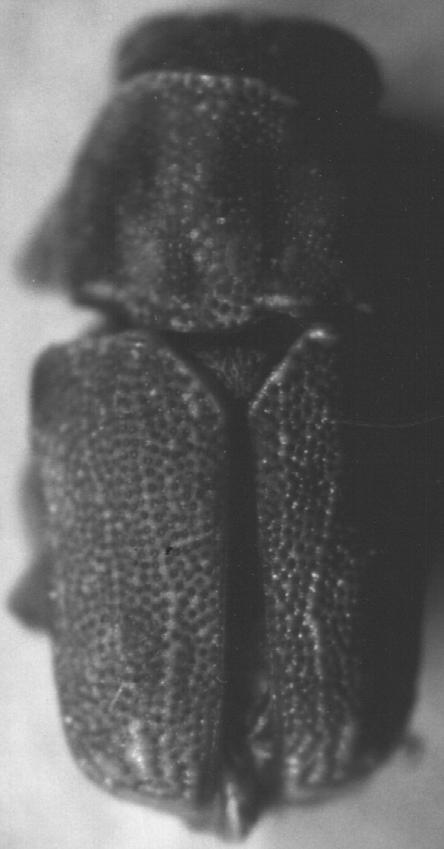 Abb. 17, 18: Acolastus carinatus Bryant; Holotypus;