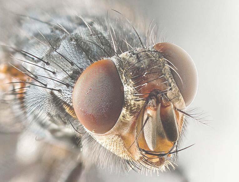 S&A bei der Stubenfliege ca. 360 Gesichtsfeld Länge: 5-8 mm 3000+ Sensorelemente pro Auge Updatefrequenz 200 Hz (andere Insekten max.