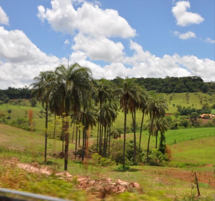 Ökologische Nachhaltigkeit: Die Macauba-Palmen speichern CO2 und reduzieren die Bodenerosion.
