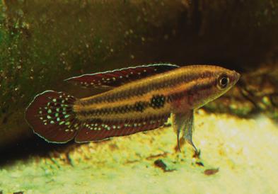 Parosphromenus pahuensis, Männchen in Balzkleid immer zu empfehlen, wenn man außerdem etwas Vorsicht walten lässt, um den Eintrag von Fischschädlingen zu vermeiden.