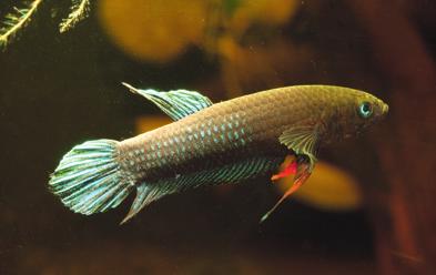 Betta persephone ist ein ruhiger und wenig aggressiver Kampffisch Paros und kleine, rote Kampffische Kleine schaumnestbauende rote Betta, vorzugsweise die zarten Arten Betta brownorum, B.