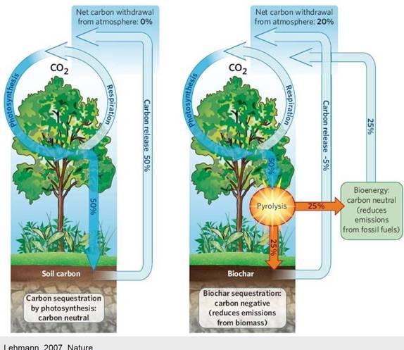 CO 2 Sequestrierung Carbon capture through biomass from atmospheric CO 2 and