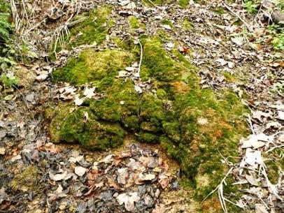11 Dokumentation Bild 5: Artenreiche Magere Flachland-Mähwiese im Gewann Wert bei