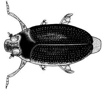 Köcherfliegenlarve (ohne Köcher) Kriebelmücke (Larve) Kugelmuschel Schlammschnecke Rollegel