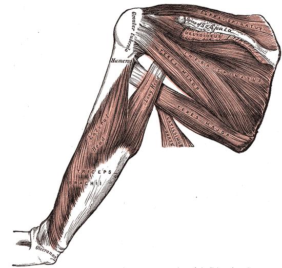 M. triceps brachii Ursprung: 1. Unterrand des Schulterblatts Schulterpfanne 2. Innenrand des Oberarms 3.