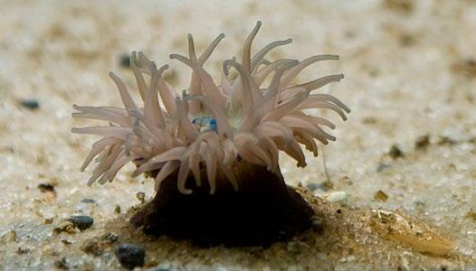 Was ist eine Seeanemone?