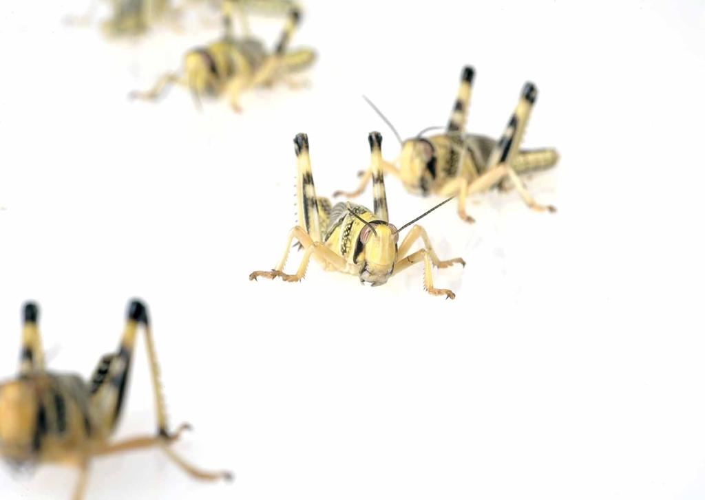 4 5 Heuschrecken Wanderheuschrecke > LT 18 C (Locusta migratoria) Wüstenheuschrecke > LT 18 C (Schistozerca gregaria) Die Wüstenheuschrecke gehört zu den größten kommerziell gezüchteten Futtertieren.