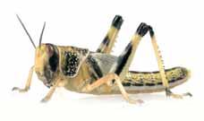 Die Wanderheuschrecke ist aus Nordafrika bekannt und unterscheidet sich von der Wüstenheuschrecke vor allem durch die geringere Körpergröße und eine weniger auffälligere Färbung.