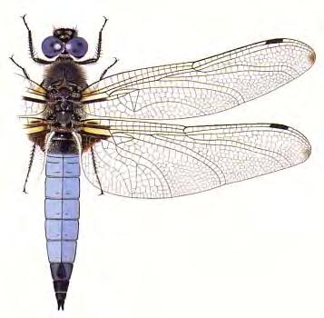 Grosslibellen (Anisoptera): 5