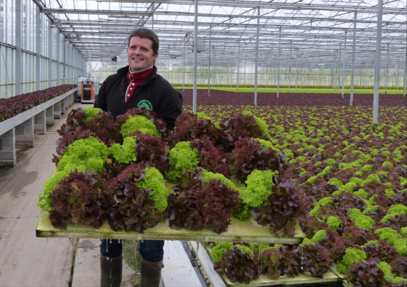 Beispiele aus der professionellen Praxis Salatbetrieb in Belgien Basilikumbetrieb auf Sizilien Entwickler des Systems Dry