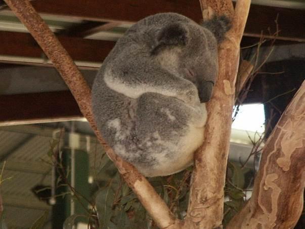 Markenzeichen des Koalas sind seine dicke Nase und die plüschigen Ohren. Auch wenn man von einem Koalabär spricht, gehört der Koala nicht zu der Familie der Bären, sondern zu den Beuteltieren.