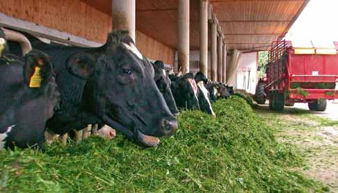 Bestes Futter Wie sich bestes Grundfutter auf Milch und Wirtschaft auswirkt Mit besserem Futter bleiben Tiere gesünder. Gesündere Kühe geben mehr Milch.