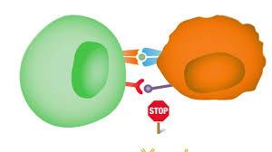 Verstärkung der Immunantwort gegen Krebszellen Checkpoint