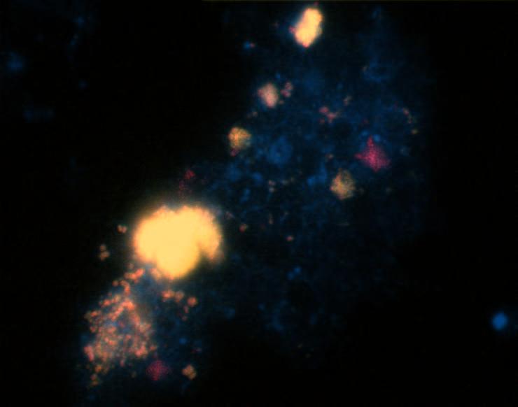 GAM42a (gelb), oben rechts: BET42a (gelb), Nso190