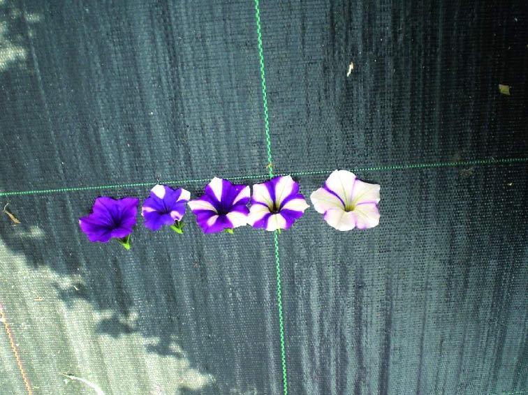 Nur in unteren, beschatteten Bereichen der Pflanze war der weiße Streifen in den Blüten deutlich schwächer, vereinzelt wurden violette Blüten ohne Stern beobachtet.