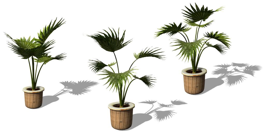 19. WAGNERS HANF-PALME ( Trachycarpus wagnerianus ) 60 Zentimeter Palme 60 Zentimeter Palme Model 3 60 Zentimeter Palme Palme Verbreitung: unbekannt als Wildform, vermutlich Kulturform der Hanf-Palme