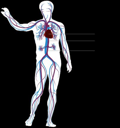 02 Wadin Rescue: Herz-Kreislauf Probleme Herzinfarkt, Herzstillstand Das Herz ist eines unserer essentiellsten Organe: