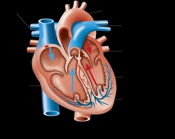Herzkreislauf Herz Grundlagen Das Herz besteht aus vier Höhlen, wobei es sich in zwei Herzhälften teilt - mit je einem