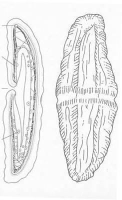Echinodermata Deuterostomia Xenoturbella Molluska Chordata Bilateria Xenoturbella Xenoturbella Xenoturbella Quelle: (Bourlat