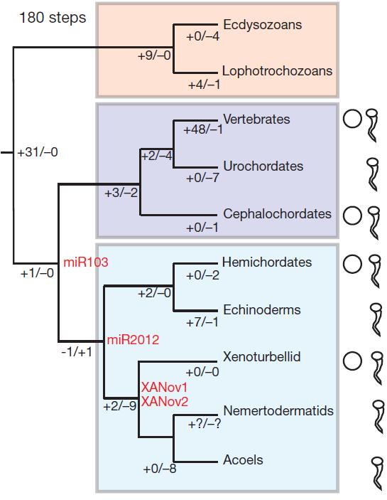 Phylogenie von Xenoturbella Phillippe et al. 2011 (Nature) We propose that the basal emergence of Xenoturbella plus Acoelomorpha observed by Hejnol et al.