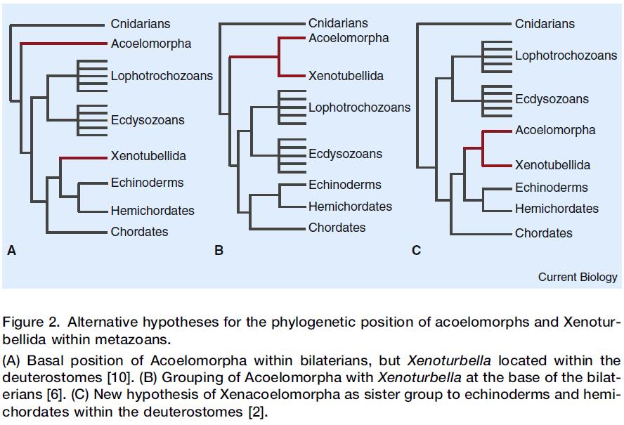 Phylogenie von Xenoturbella