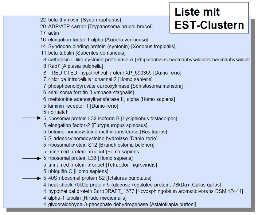 EST-Projekte & Phylogenomik Welche Gene machen schnell ein möglichst komplettes konkateniertes