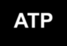 2. Energiegewinnung in der Muskelzelle Energiequelle für die Muskelzelle: ATP ATP ADP + Phosphat ATP in der Muskulatur reicht für etwa zwei Sekunden Volllast (6mmol / kg Muskel).