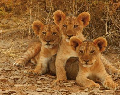 Am späten Nachmittag Ankunft im Hotel am Rande des Kruger Nationalparks in Hazyview (Frühstück, Abendessen). Tageskilometer: 400 km / Nächtigung. 4. Tag: Kruger Nationalpark - Swaziland Sie erhalten eine Frühstücksbox.