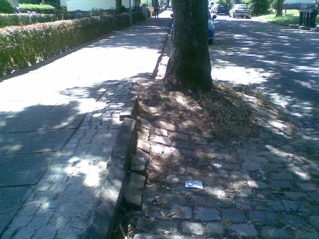 Beispiel Baumschaden Folgeschäden zu kleiner Standorte und Wurzelräume im Straßenraum. Eine Linde mit einer zu kleinen Baumscheibe.