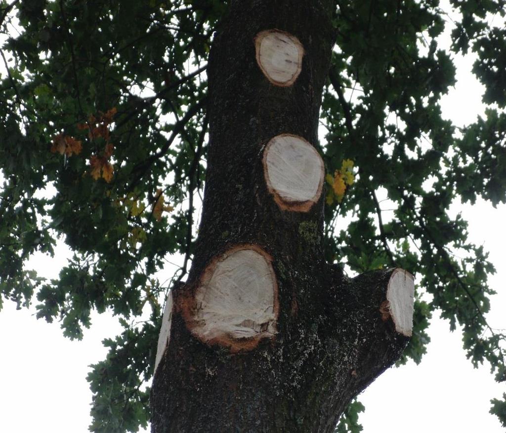 Beispiel Baumschaden Baumschäden durch falsche Schnittmaßnahmen Nicht immer sind Standortfaktoren, Pilze oder Schädlinge die Primärverursacher für Baumschäden.