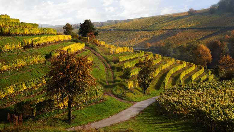 > WEINGUT SIENER > WEINGUT SIENER / GUTSWEINE gutsweine Unsere Basisweine auf hohem Niveau. 2013 kalkmergel Alk. 11,5 S. 6,0 Rz. 3,8 [1,0 l = 11,47] 0,75 l 8,60 2012 buntsandstein Alk. 12,0 S. 6,8 Rz.