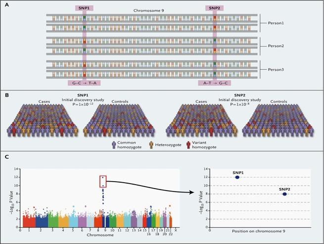 GWAS Genom-weite Assoziationsstudien (GWA)