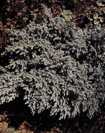 18 H: 0,3 B: 1,5 2 L: 0,5 H: 5 B: 3 L: 0,6 B: 0,2 Juniperus horizontalis Kriech-Wacholder Heimat: Nordamerika bis Alaska. Wuchs: Niederliegend, teppichbildender, weit hin kriechender Strauch.