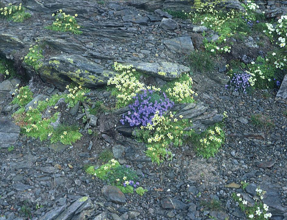 BAUHINIA 25 / 2014 Abb. 3 Androsacetum alpinae Abb. 4 Resultate Es wird im Folgenden eine Stetigkeitstabelle des Androsacetum alpinae präsentiert, in der die Arten gemäss Absenz und Präsenz resp.