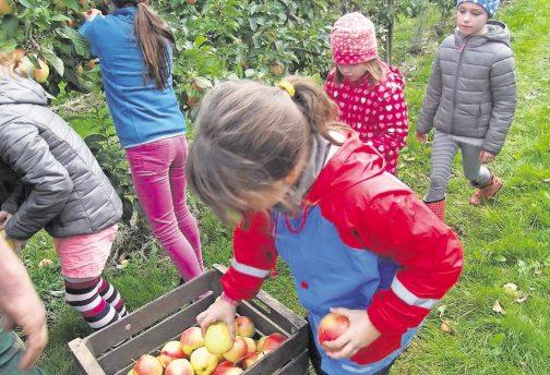 26. 10. 2016 KURIER 13 SPASS&FREIZEIT Wie werden Äpfel geerntet? KiTa Lüdingworth zur Projektwoche auf dem Apfelhof Eckhoff LÜDINGWORTH. Und wie ist der Ablauf der Apfelernte?